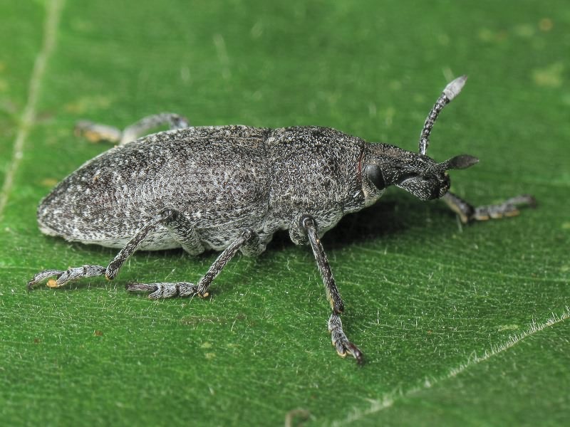 Rhabdorrhynchus karelini (Fåhraeus, 1842)